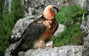 Quebranta Aragón