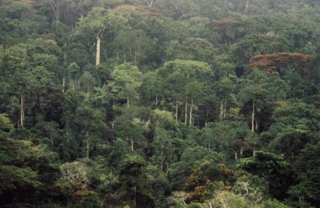 El cambio clim�tico no caus� la desaparici�n de selvas tropicales en �frica