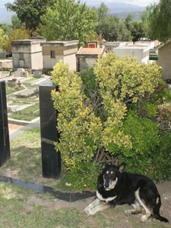 El perro cuido 10 años la tumba de su dueño