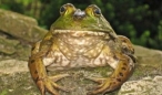 Especies de ranas invasoras causan da�os a la biodiversidad en Venezuela