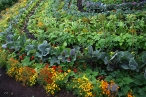 Una sociedad cooperativa de agricultura ecol�gica