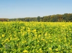 Renewable Energy Group I.P.O. �lacks luster�; $72 million raised 
