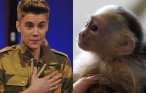 Las autoridades alemanas �requisan� el mono de Justin Bieber