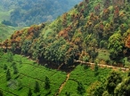 Reforestation gains might be negated by overseas trade � report 
