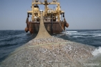 El Gobierno senegal�s cancel� todos los permisos de pesca para los arrastreros pel�gicos extranjeros 