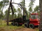 IUSC te propone un interesante curso sobre Gesti�n de Recursos Forestales 