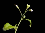 Gene found limiting acetate, boosting cellulosic ethanol process 