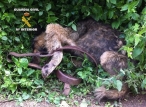 Cantabria. Imputan a un hombre por colocar un cepo de caza que atrap� a un perro