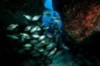 Oceana rechaza las prospecciones petrol�feras en Lanzarote y Fuerteventura