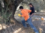 Los olivos milenarios de la Pen�nsula Ib�rica se rejuvenecen