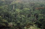 El cambio clim�tico no caus� la desaparici�n de selvas tropicales en �frica