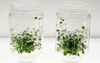 Barcelona se suma a la celebraci�n del D�a Internacional de la fascinaci�n por las plantas
