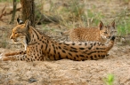 Dos linces atropellados en Huelva y C�rdoba