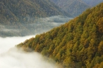 Un cuentacuentos en Navacerrada destinar� parte de la recaudaci�n a proyectos de conservaci�n de �rboles y bosques