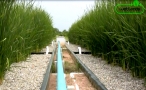 Descontaminan agua residual mediante pantanos artificiales