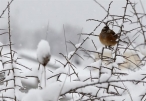 Casi toda Espa�a, en alerta por bajas temperaturas, viento, nieve y olas