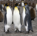 En la evoluci�n del ping�ino renunci� a volar para nadar bien