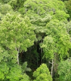 En el men�: Bosques