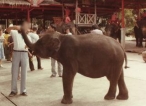 Turismo y Animales Santuarios de elefantes