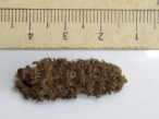 Descubren palomitas de ma�z milenarias en Per�