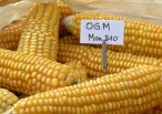 Agricultura 'Bio' el avance contra los OMG'S