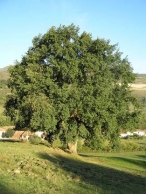 Santander, el �rbol protagonista de un ciclo de actividades de sensibilizaci�n ambiental