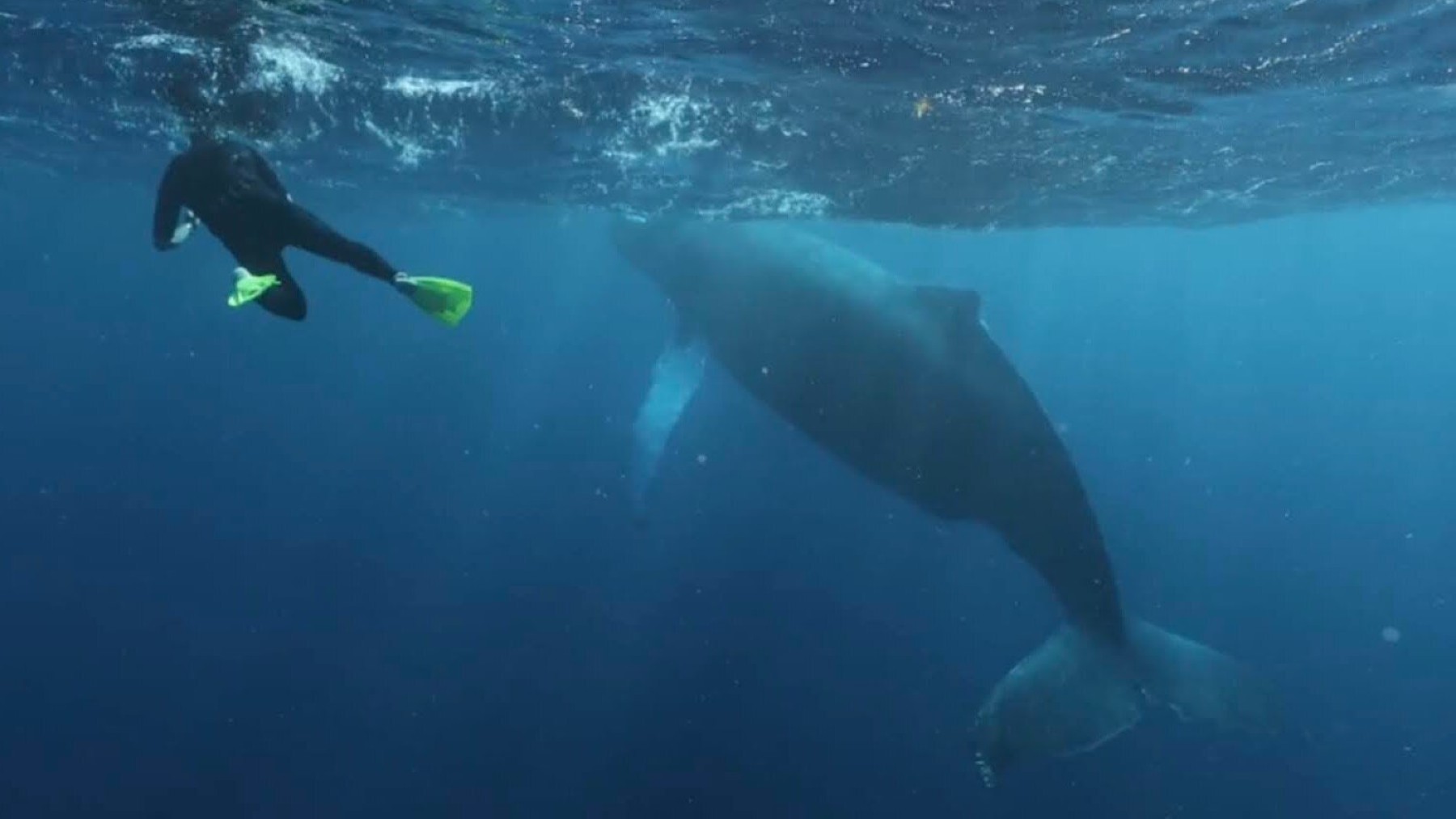 technology, technology animals speak