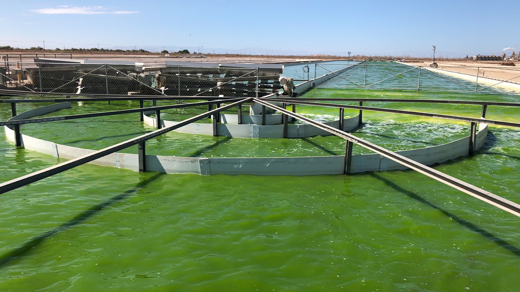 algae energy