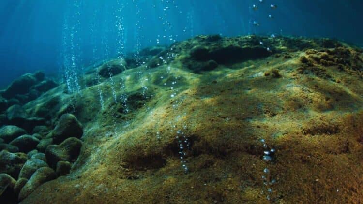 Underwater eggs discovery