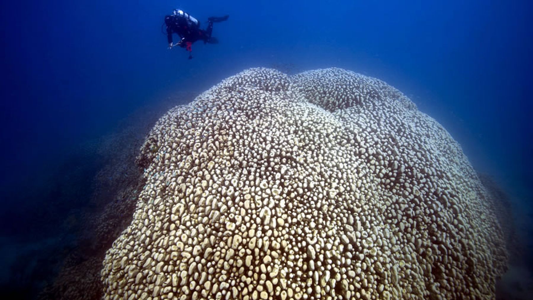 largest living creature