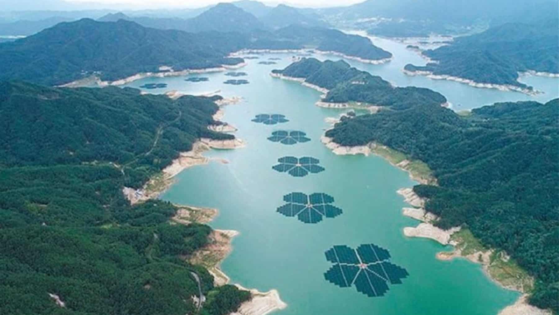 blossoms plum reservoir