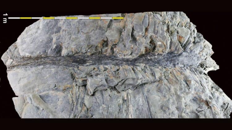 older than dinosaurs historic discovery