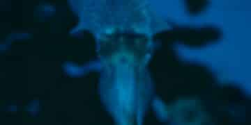 a mystery cube night: the eerie creature