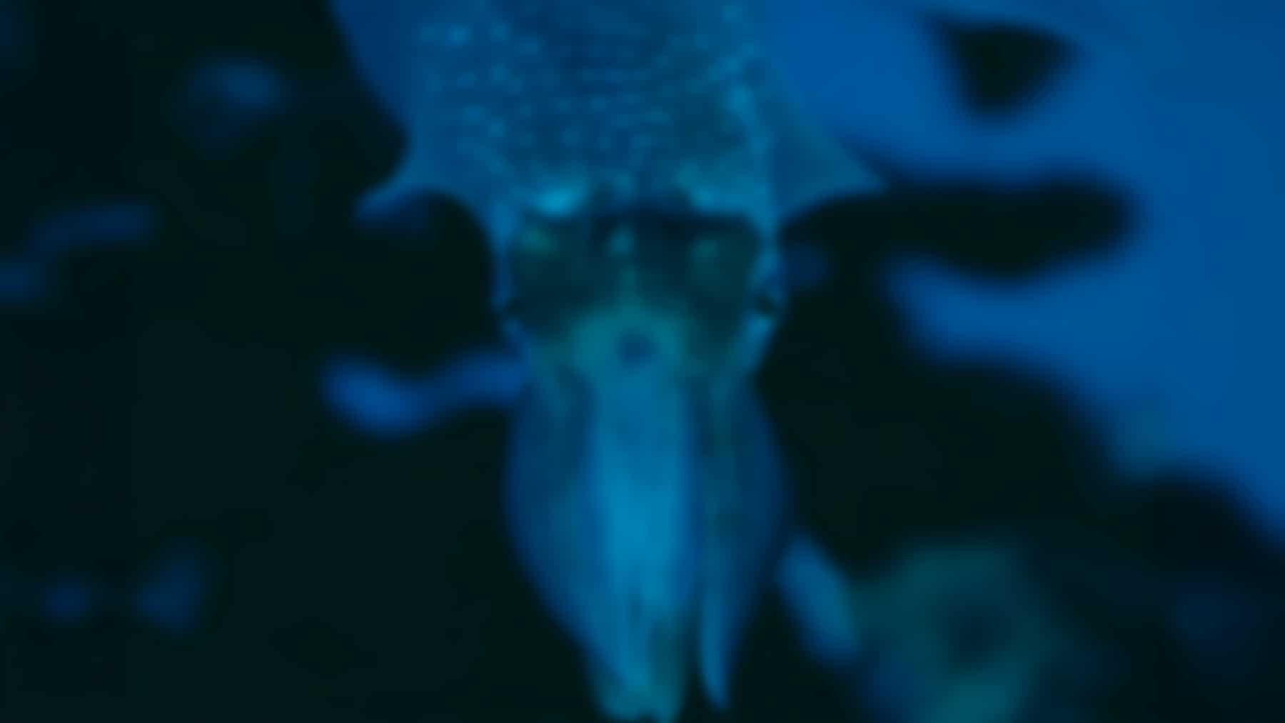 Mystery cube with 24 eyes surfaces at night — The eerie creature that sees in all directions