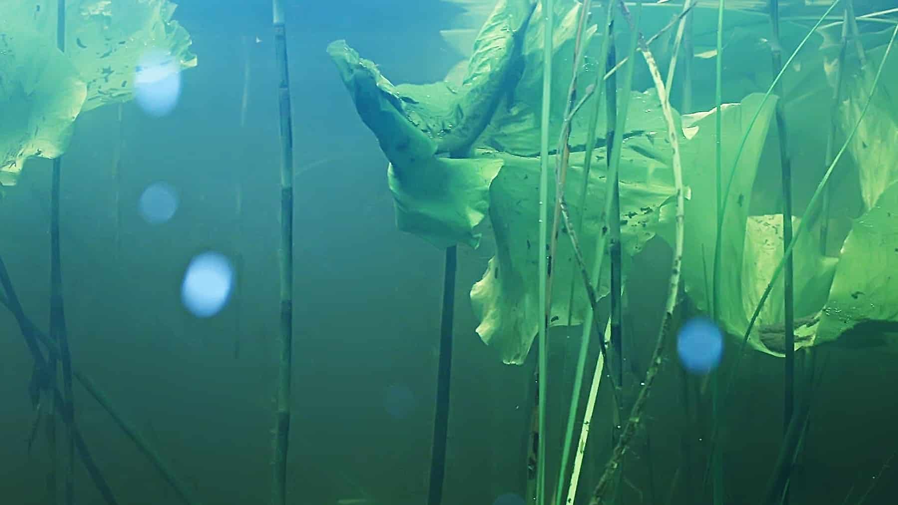 Underwater Amazon with rich biodiversity