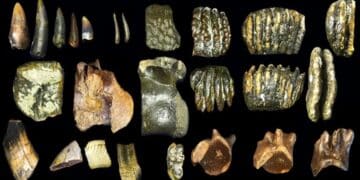 Deep ocean secret unveiled