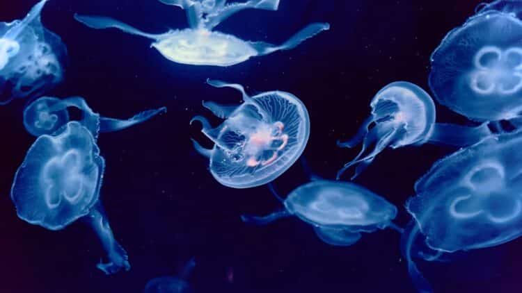 Jellyfish invasion shuts down Europe’s energy — America braces as the swarm spreads toward its shores 1 jellyfish swarm