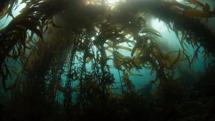 Scientists uncover a new Amazon — This one flows underwater through six countries 1 Amazon