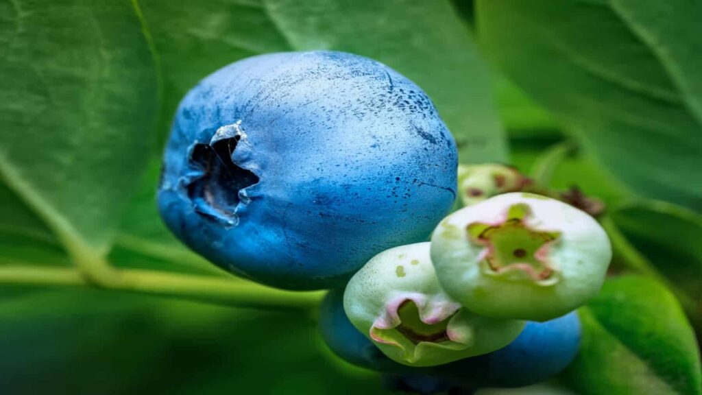Eclipse Berry Rises above the beans and it's not a blueberry — The late-season berry ...