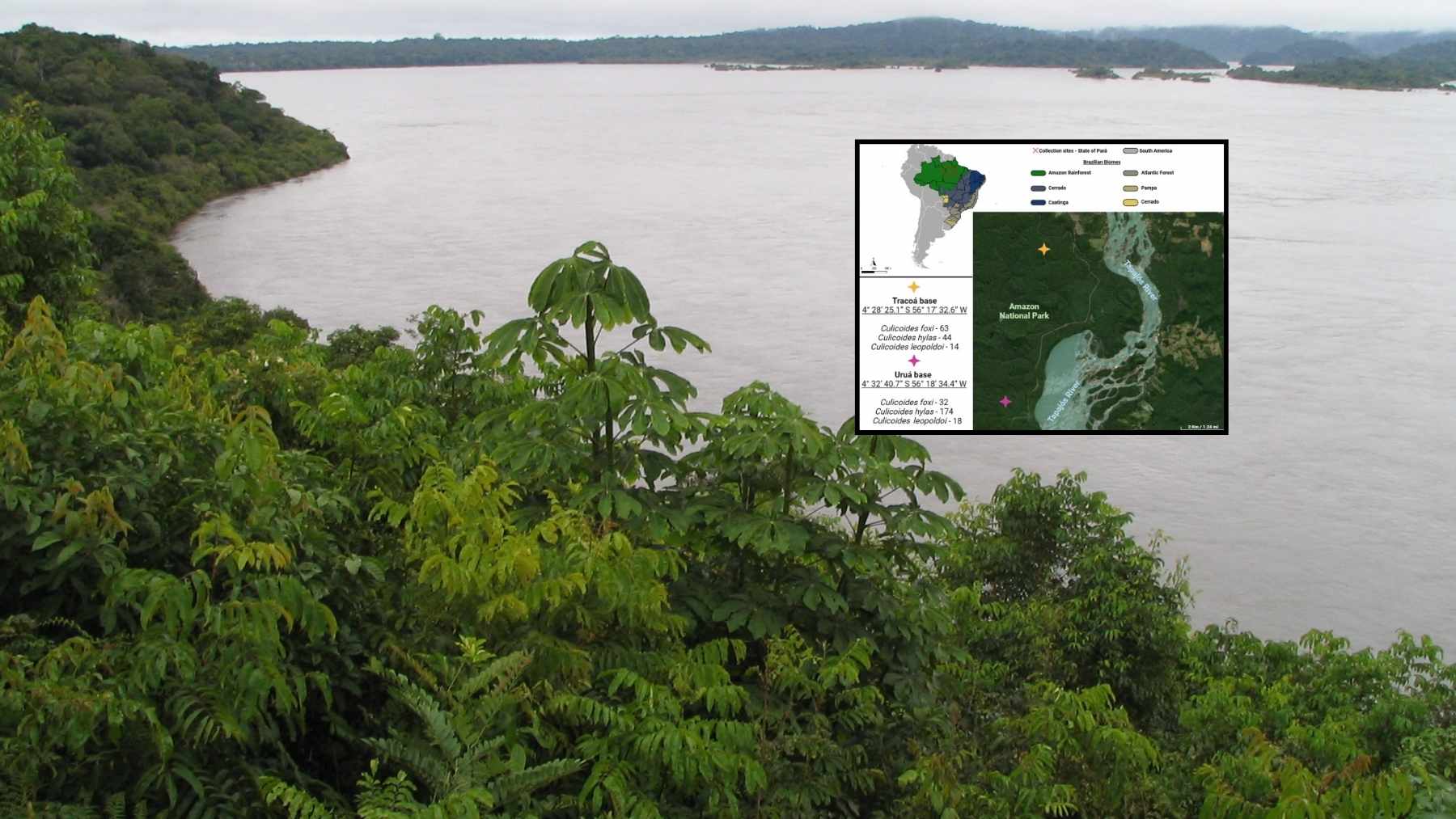 Amazonian flies may be carriers of a new bacterium linked to Andean fever