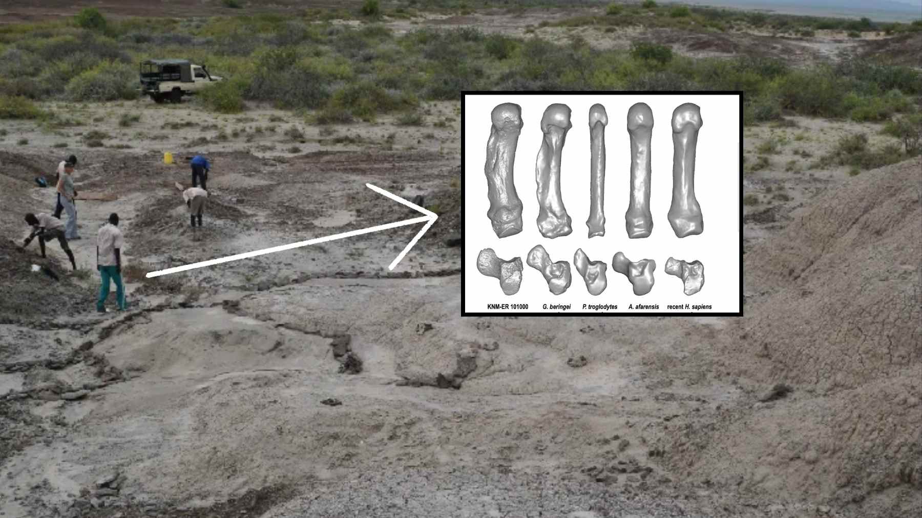 Archaeologists discover the hands and feet of an ancient human relative from 1.5 million years ago in Kenya