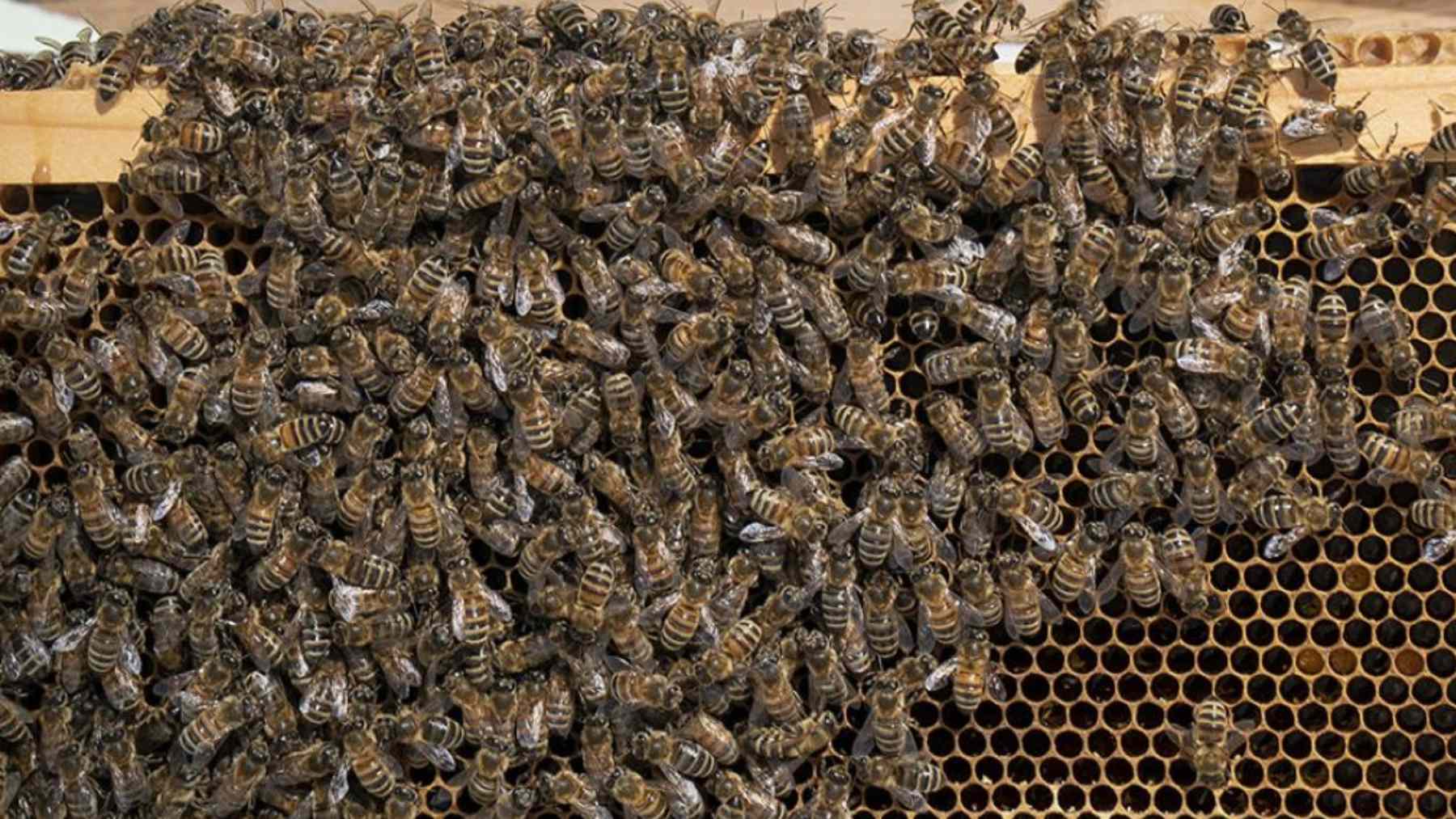 Cluster of honey bees packed tightly together on a hive frame to survive winter cold.