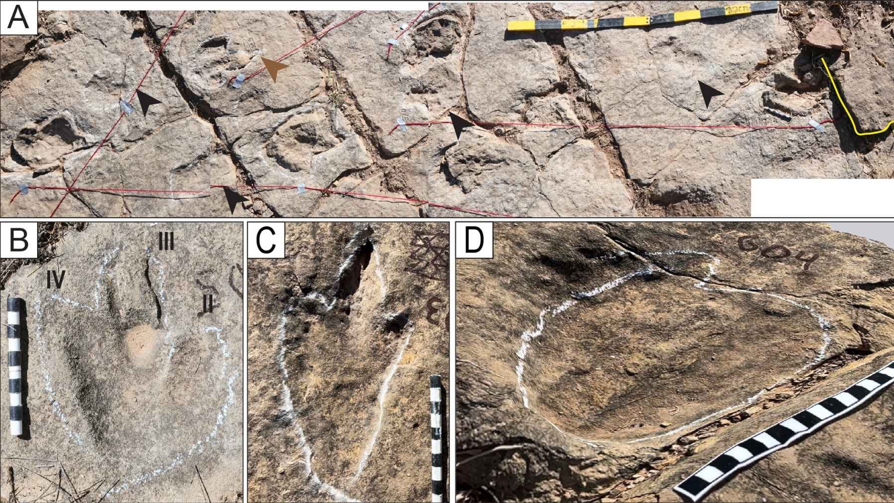 Outlined theropod dinosaur footprints and trackways on rock at Carreras Pampa, Torotoro National Park, Bolivia.