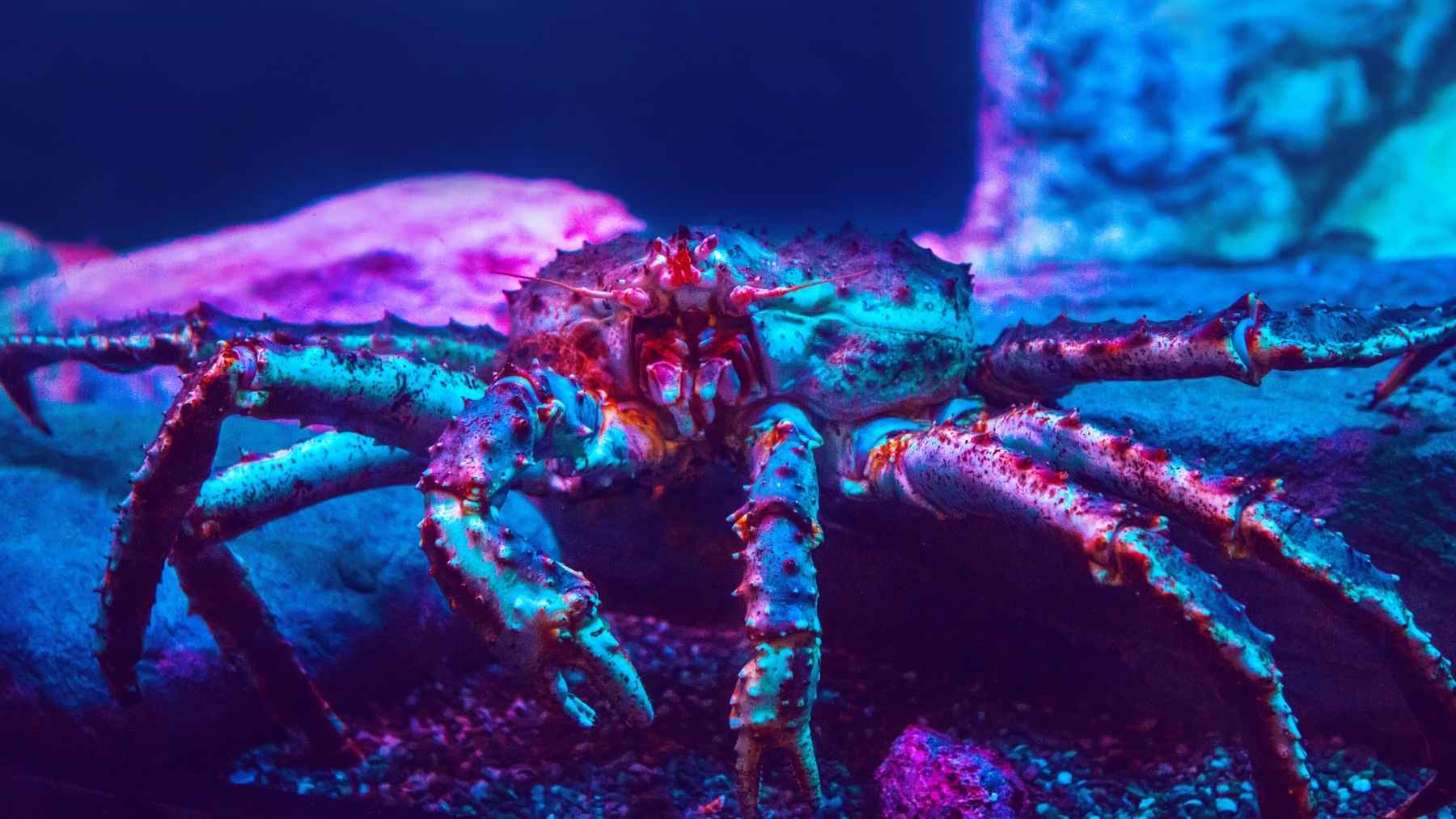 While we eat crabs and lobsters at Christmas, science issues a warning that could change a tradition that dates back decades