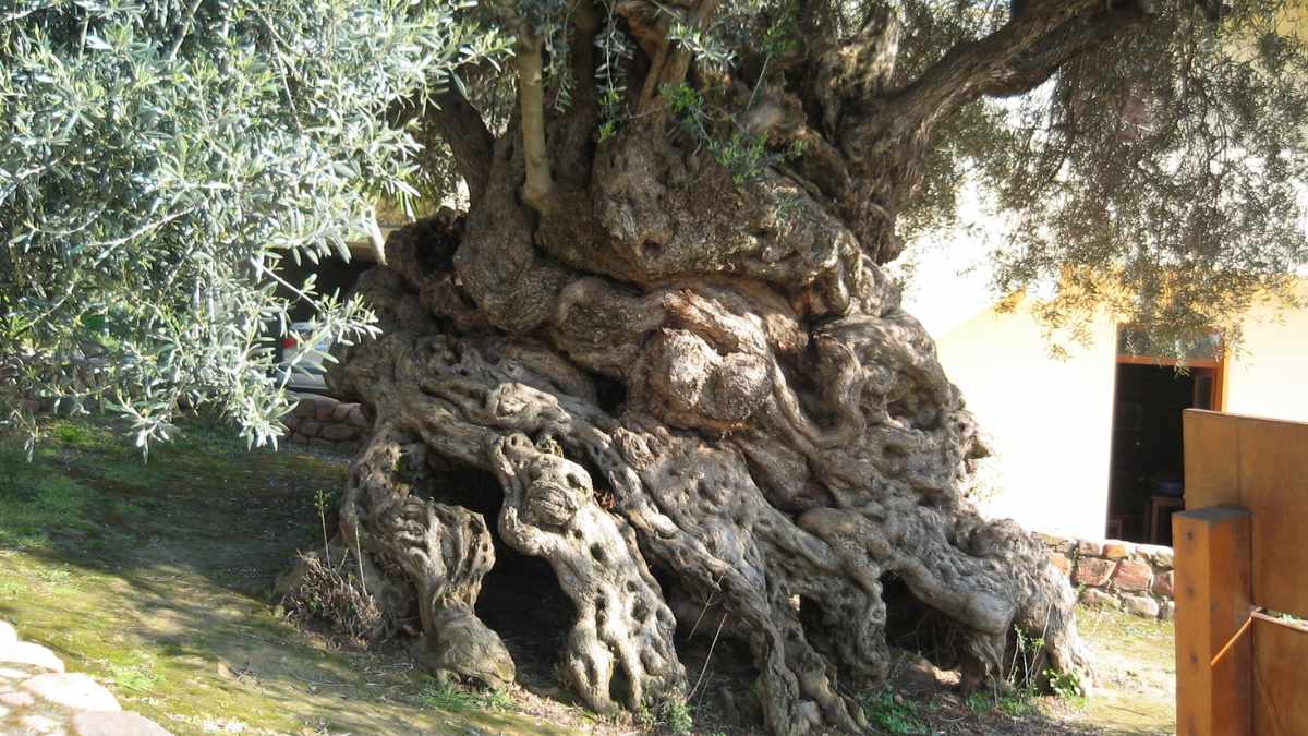 Gnarled trunk and roots of an ancient olive tree in Crete beside a small building, still green with leaves.