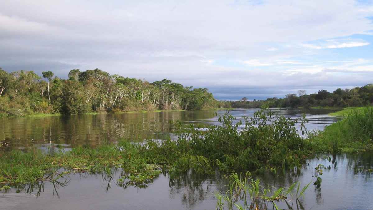 Amazon wetlands in Venezuela where fossils of giant anacondas from the Miocene era were discovered.