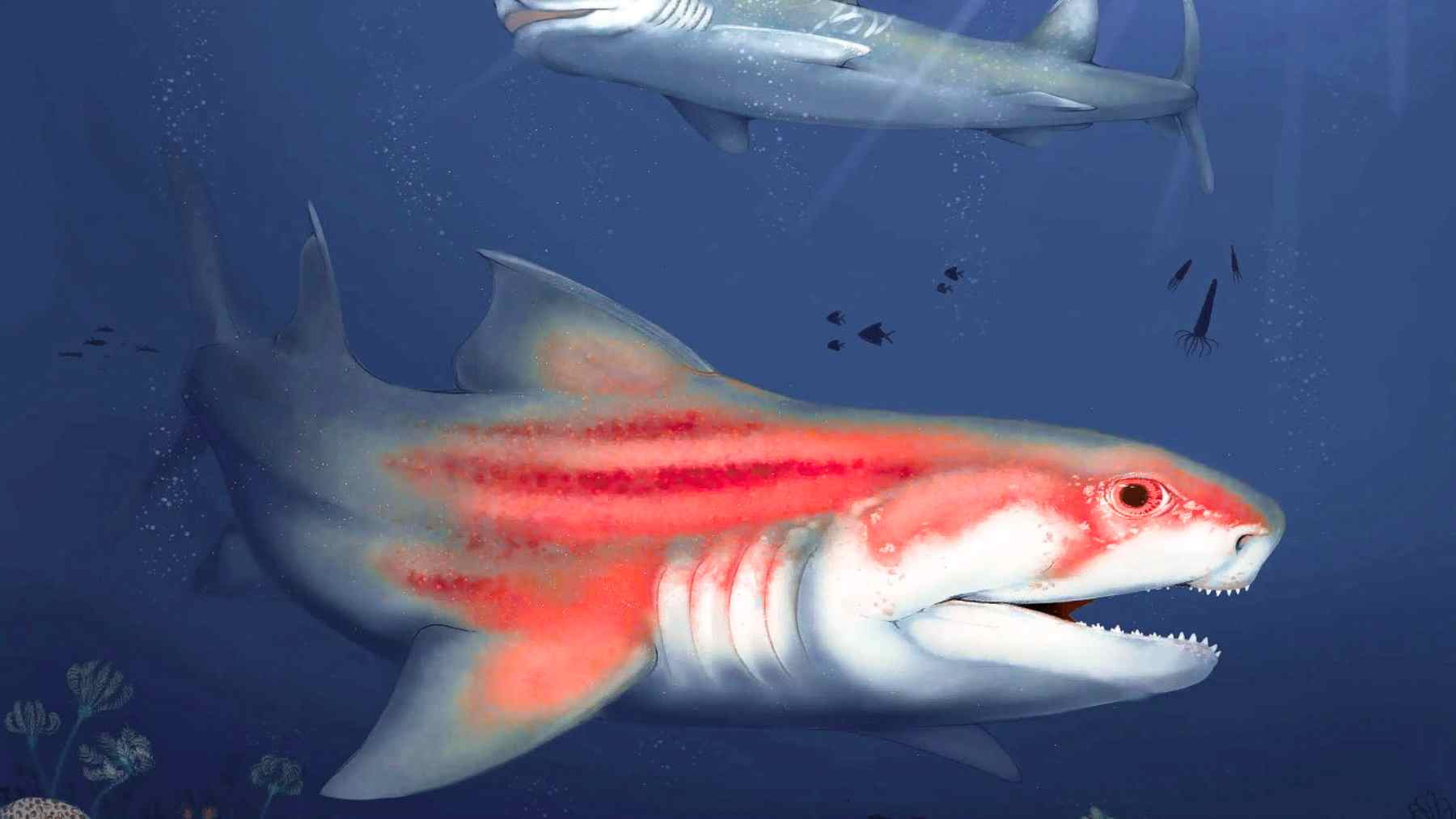 Illustration of two prehistoric sharks from 325 million years ago, similar to fossils discovered in Mammoth Cave, Kentucky.