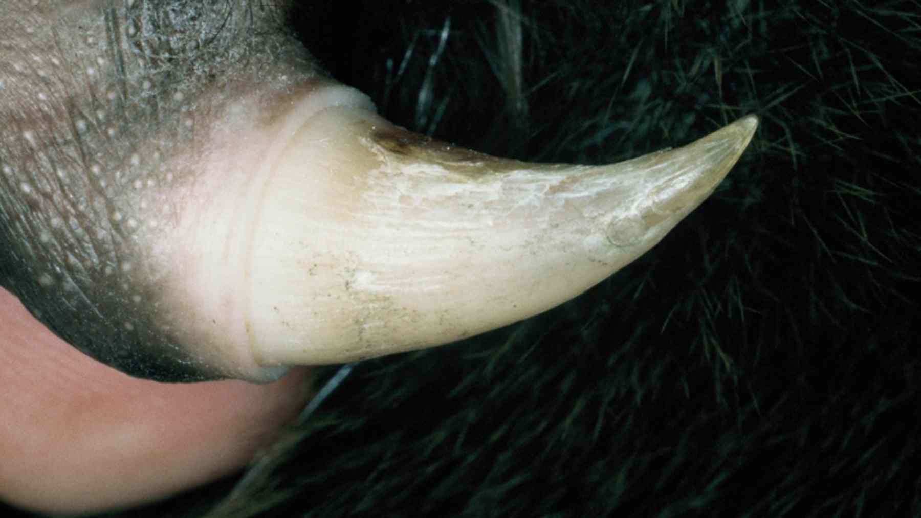 Close-up of a male platypus hind-leg spur, the venom-injecting spike used to deliver a painful sting.