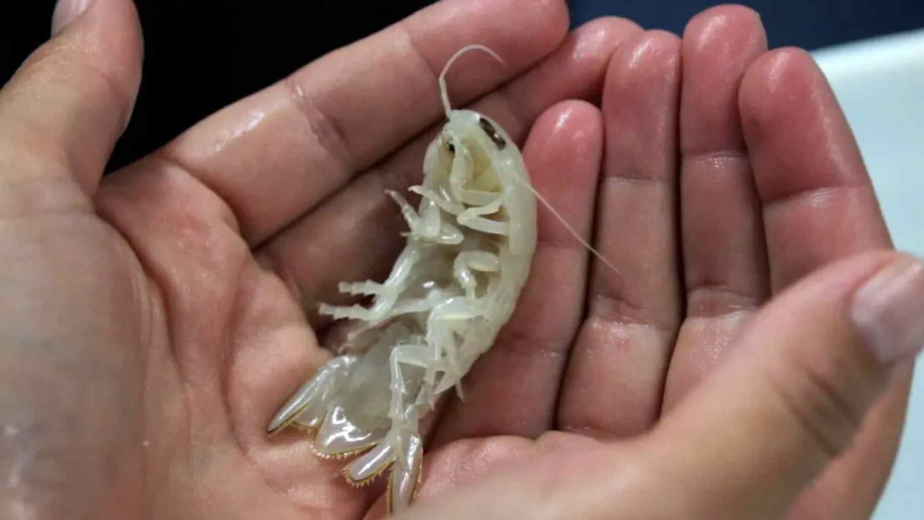 Pale translucent shrimp-like crustacean held in hands, spotlighting the “alien” look of newly found wildlife