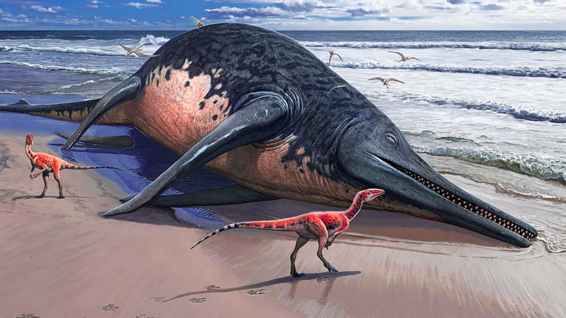 ECONews 1 Artist’s impression of a blue-whale-size sea monster (giant ichthyosaur) stranded on a beach.